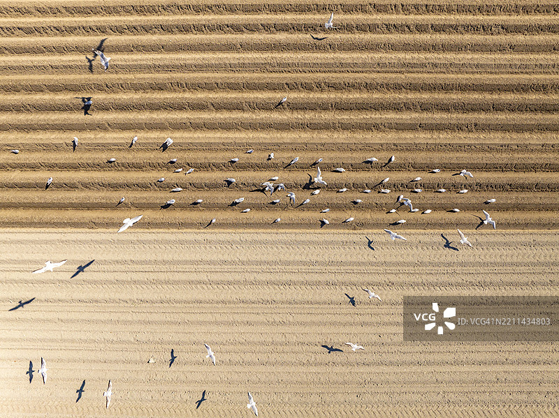 从上方看到飞翔在耕作土壤上的海鸥图片素材