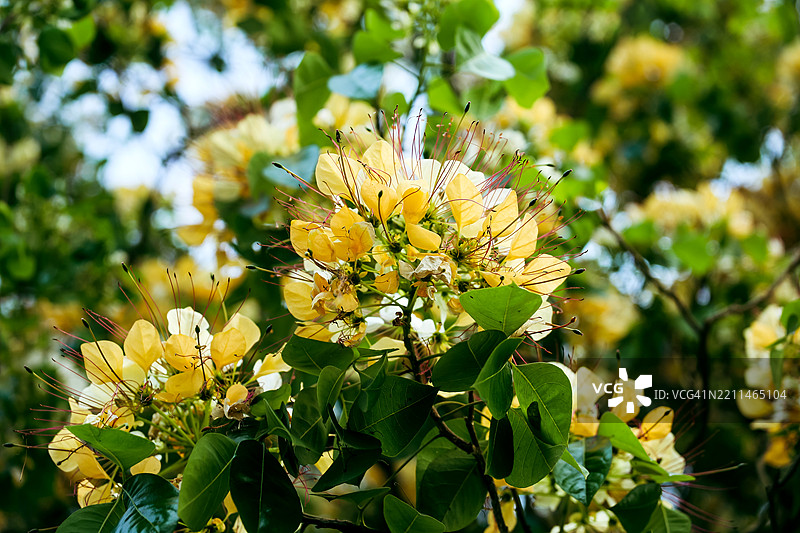 越南中部的单室花Crateva unilocularis的花序图片素材