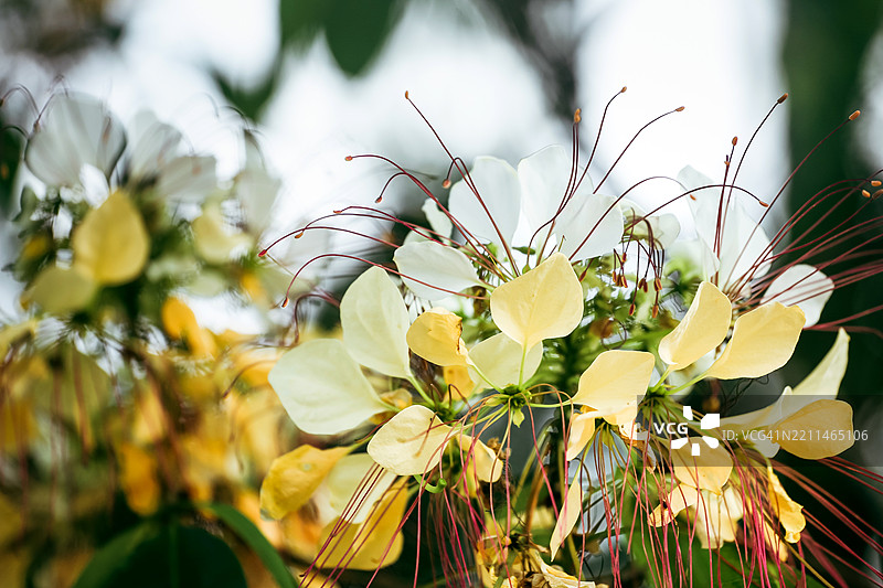 越南中部的单室花Crateva unilocularis的花序图片素材