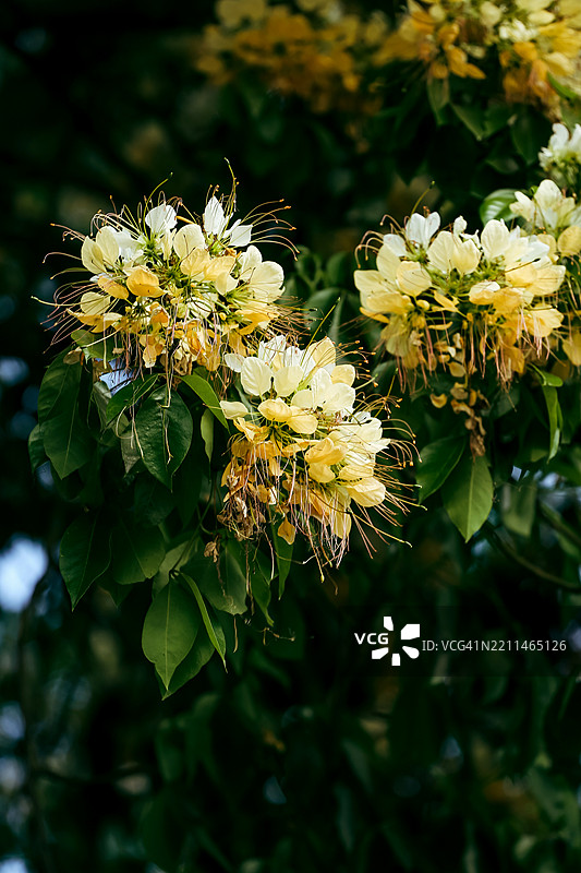 越南中部的单室花Crateva unilocularis的花序图片素材