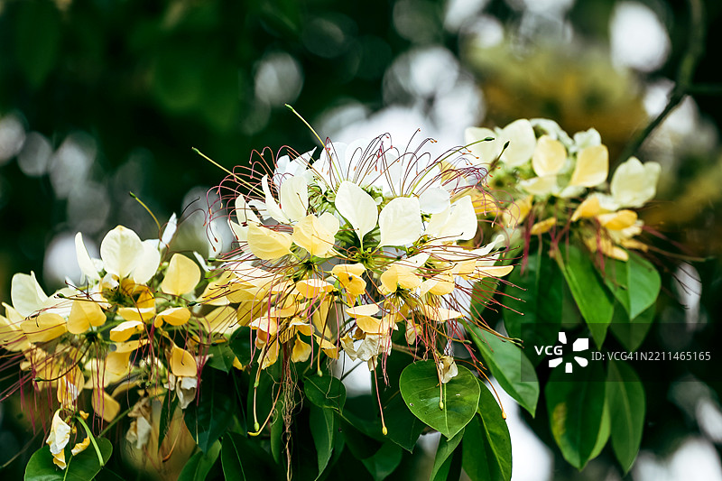 越南中部的单室花Crateva unilocularis的花序图片素材