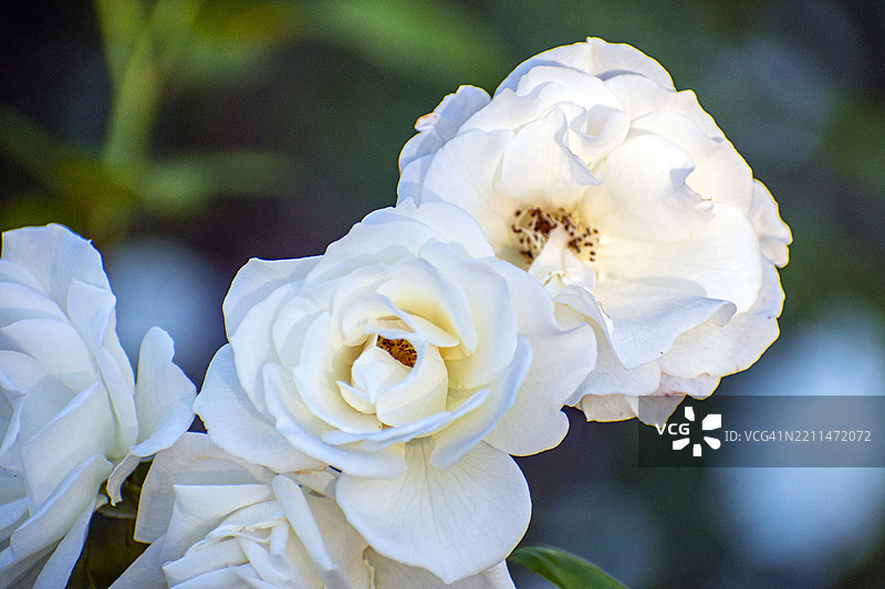 白玫瑰。白色花朵。阿根廷布宜诺斯艾利斯的巴勒莫玫瑰园。图片素材