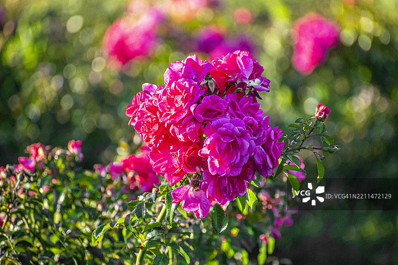 玫瑰。粉色花朵。阿根廷布宜诺斯艾利斯的巴勒莫玫瑰园。图片素材