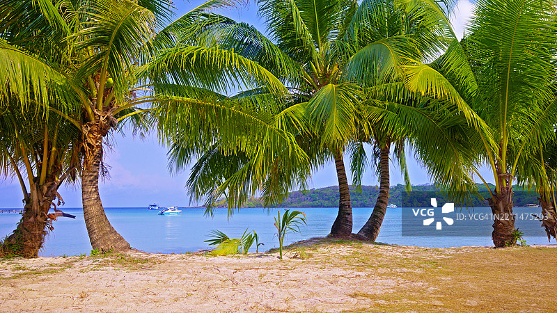 热带海滩上的棕榈树图片素材