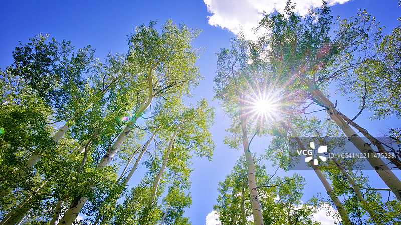 天空中的树。图片素材
