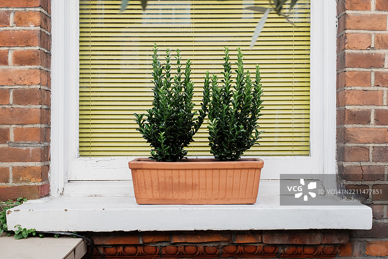 两个盆栽植物装饰着砖房的窗台图片素材