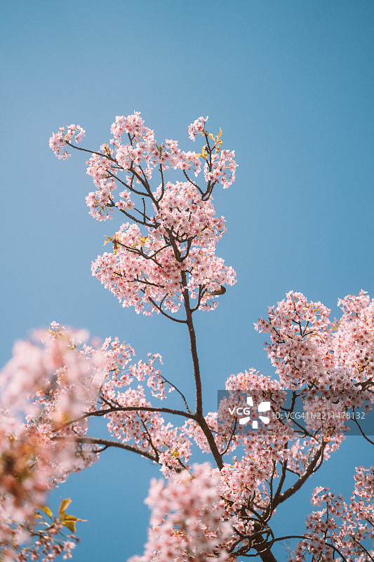 清澈美丽的天气和蓝天使日本东京春天的粉色樱花更加鲜艳。图片素材