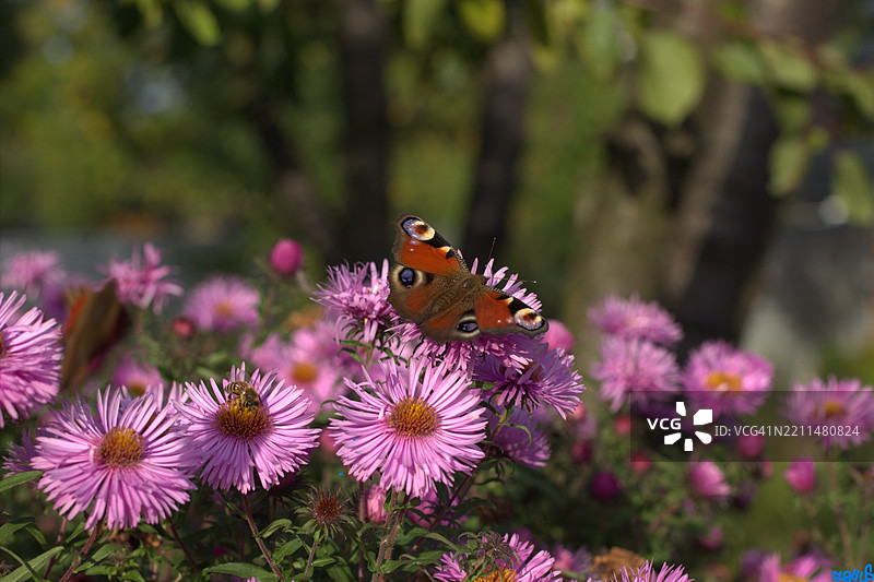 蝴蝶在紫色花朵上授粉的特写镜头图片素材