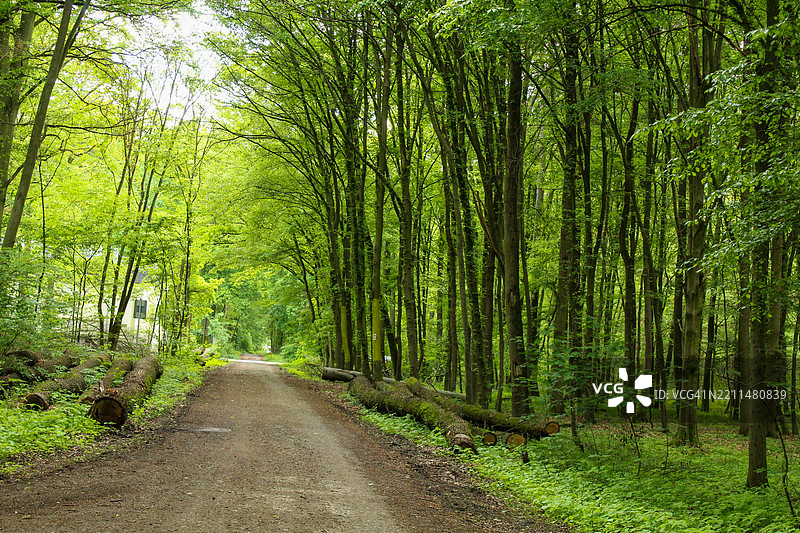 森林的美丽景色图片素材