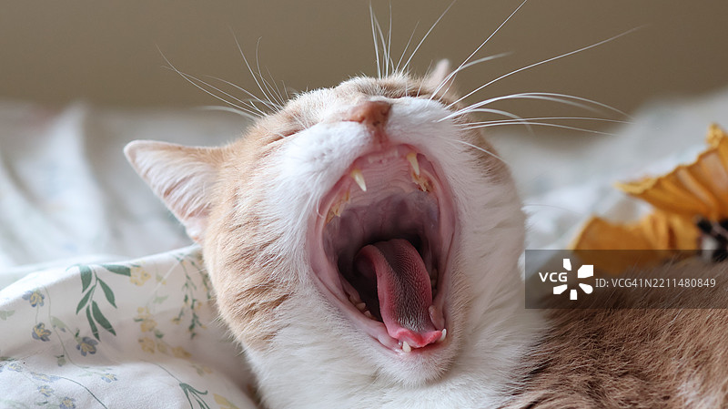 猫打哈欠的特写，智利图片素材