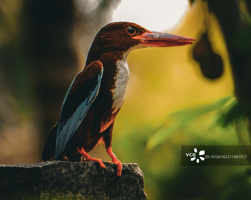 翠鸟特写图片素材