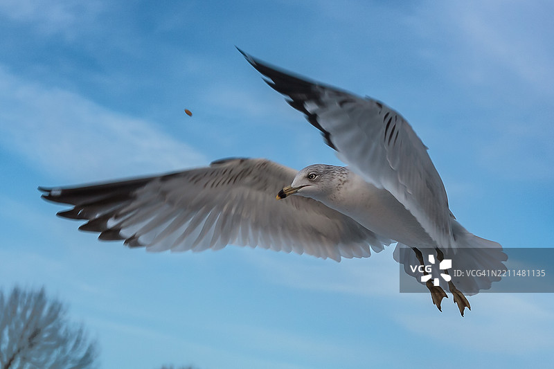 低角度视图的海鸥在天空中飞翔，罗德岛，美国图片素材