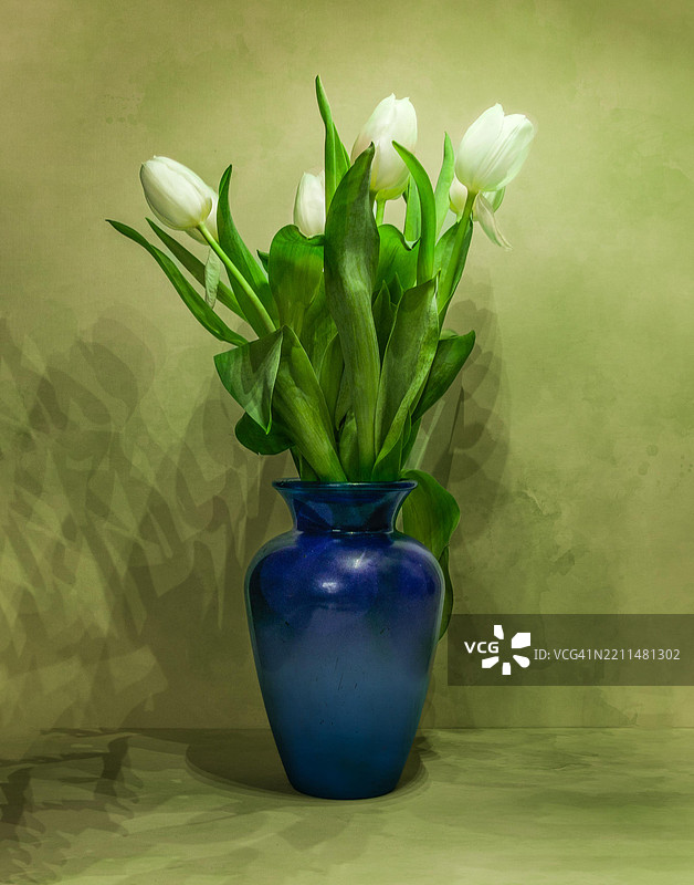 白色郁金香在彩色背景上图片素材