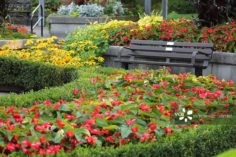 加拿大红色花卉植物特写图片素材