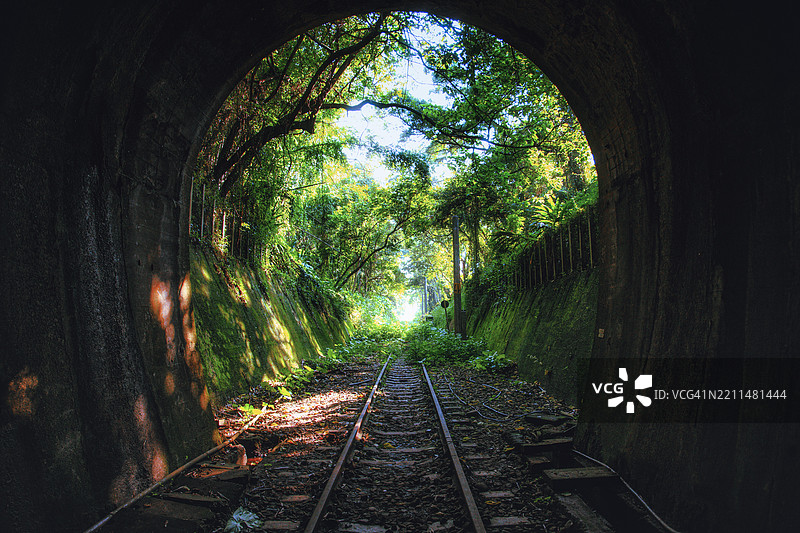 森林中的树木图片素材