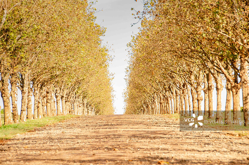 树木与天空的景观图片素材