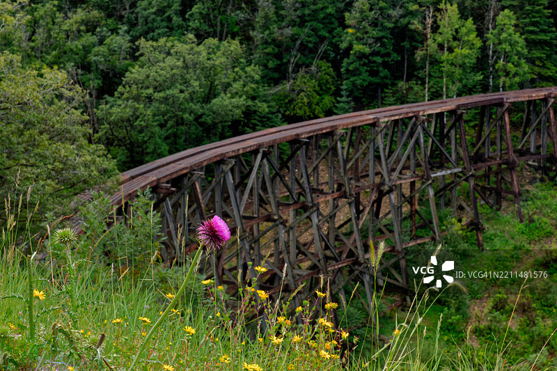 以墨西哥峡谷高架桥为背景的野花，美国图片素材