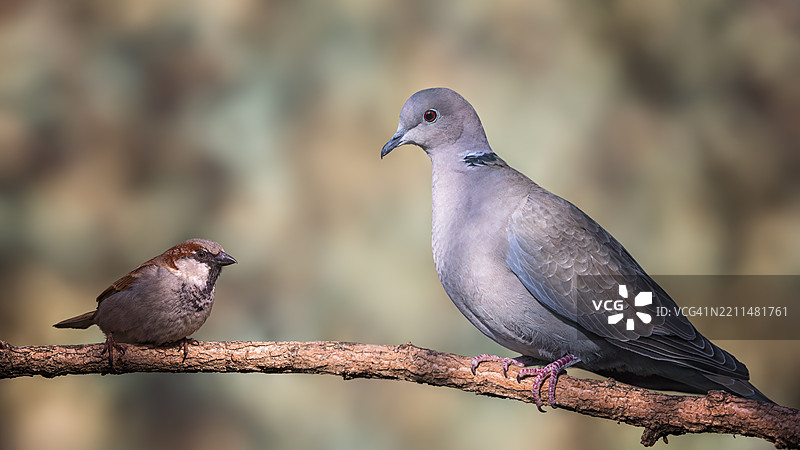 鸟儿栖息在树枝上的特写镜头图片素材
