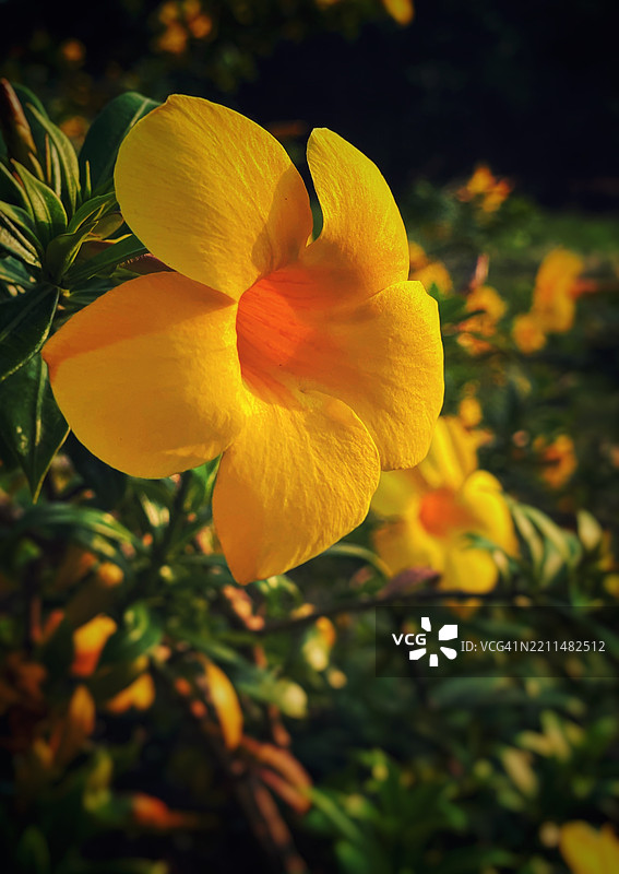 黄色花朵的特写图片素材