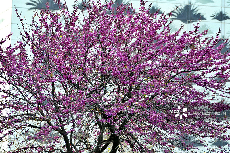粉色花树的低角度视图图片素材