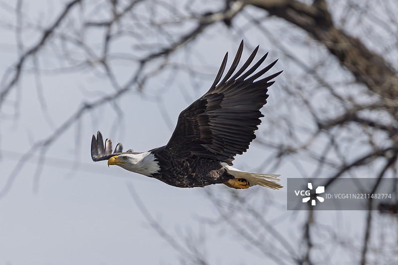 低角度视图的秃头鹰在天空中飞翔，爱荷华市，爱荷华州，美国图片素材