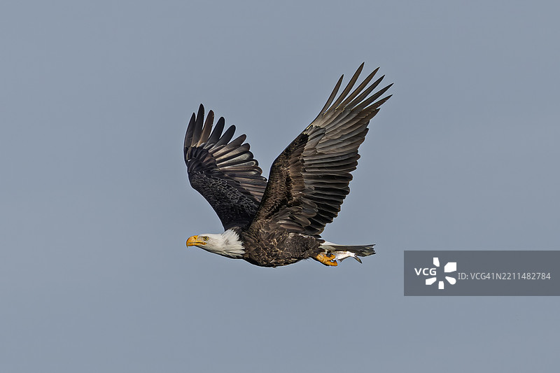 秃头鹰在飞回家时带着猎物，爱荷华城，爱荷华州，美国图片素材
