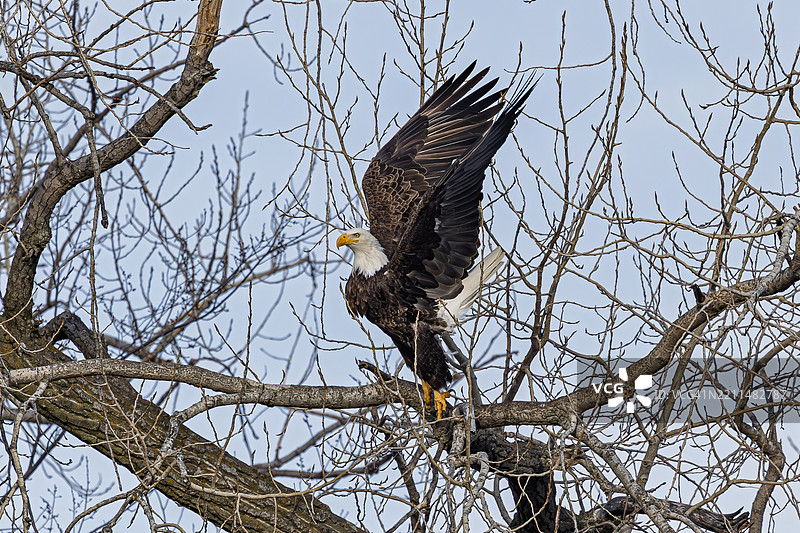 低角度视图的秃头鹰栖息在光秃的树上，背景是天空，爱荷华市，爱荷华州，美国图片素材
