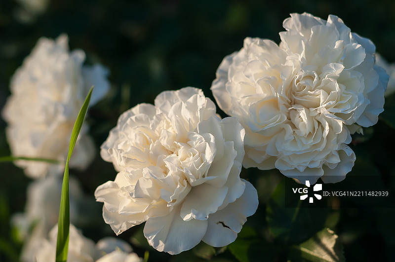 柔焦效果下，花园中娇嫩的白色冰山玫瑰绽放，伴有自然的散景效果。图片素材