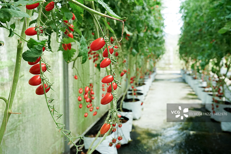 选择性聚焦的新鲜有机番茄在农场的树枝上，背景模糊的番茄树，泰国宋卡图片素材