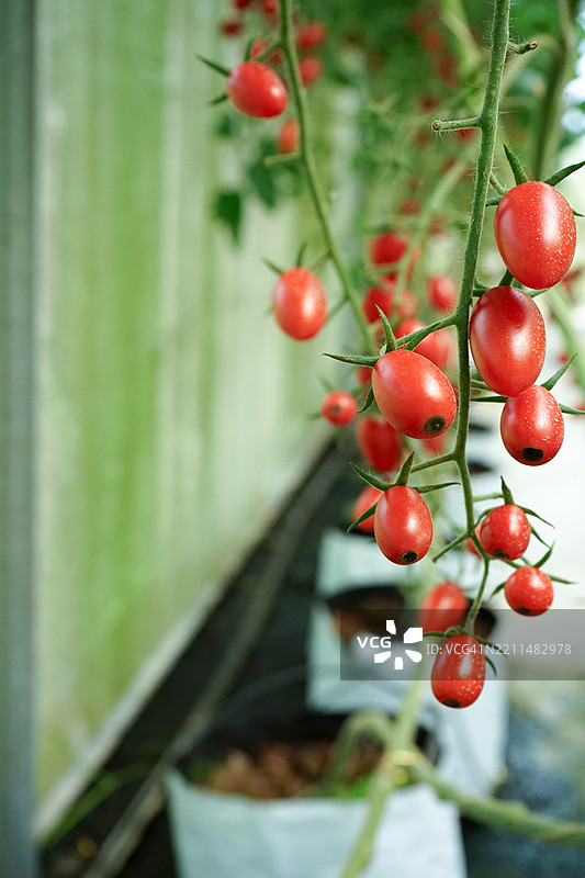 新鲜有机番茄的特写，枝头上挂满了番茄，背景是模糊的番茄树，泰国宋卡。图片素材