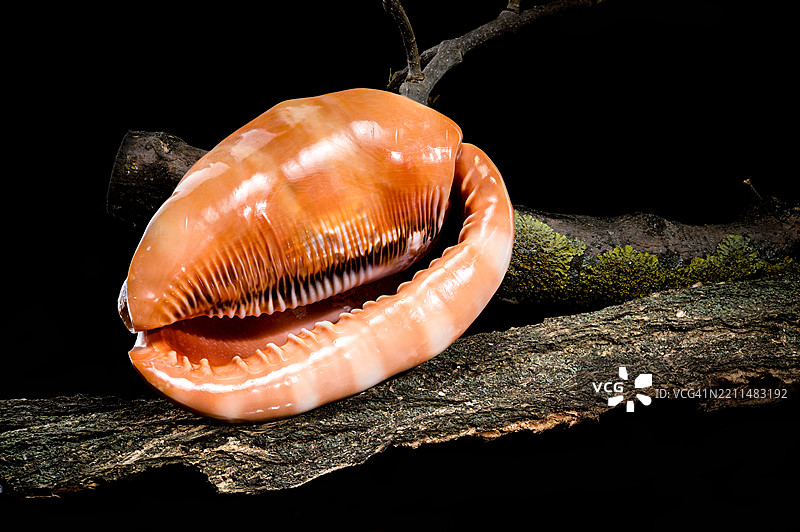 黑色背景下的苔藓树枝上的红色头盔壳，乌克兰敖德萨地区图片素材