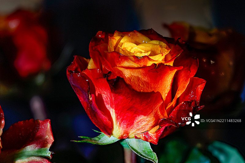 新鲜明亮的红黄玫瑰背景色 节日概念 选择性焦点，乌克兰图片素材