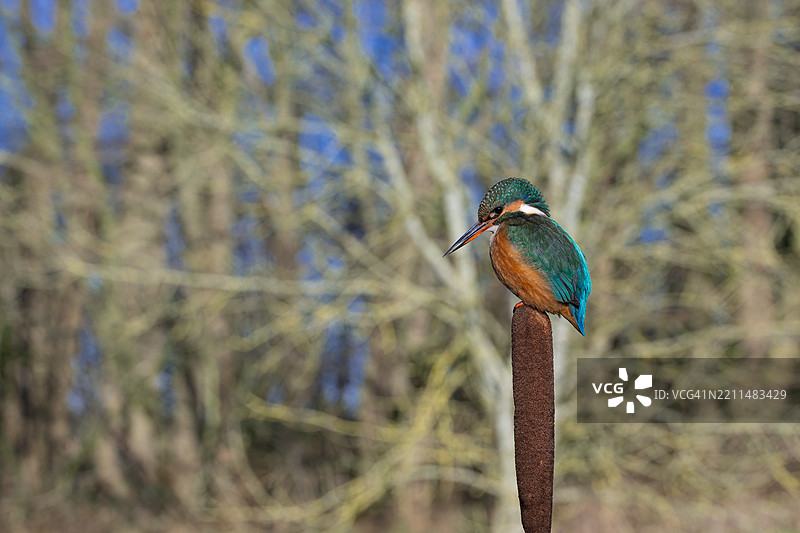 翠鸟栖息在树枝上的特写，斯塔福德郡，英国图片素材