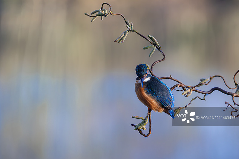 歌鸲栖息在树枝上的特写，斯塔福德郡，英国图片素材