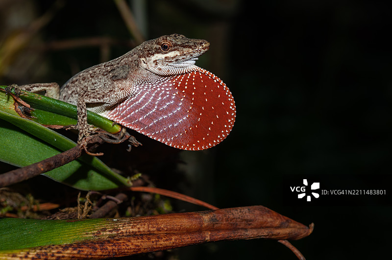 特写照片中的蜥蜴，张开红色扇子，清晰可见其眼睛和鳞片的纹理。这只蜥蜴栖息在哥伦比亚热带森林的植被中。图片素材