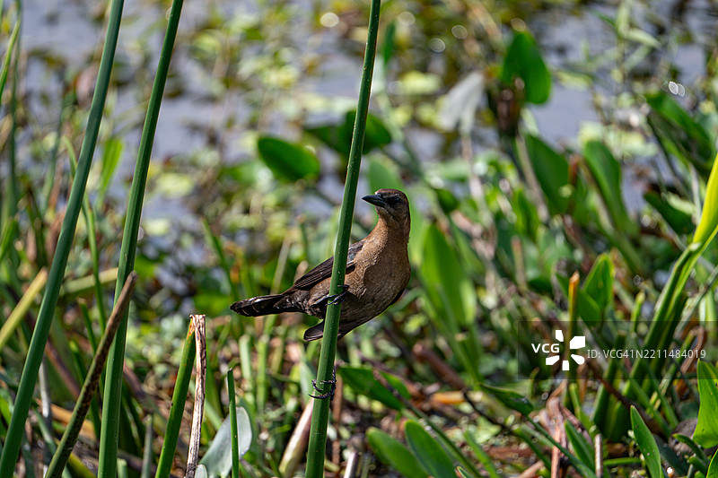 小鸟栖息在植物上的特写镜头图片素材