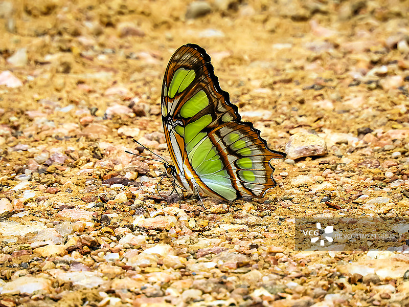 孔雀石蝴蝶图片素材