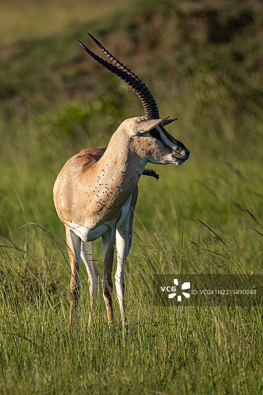 肯尼亚马赛马拉草原上的格兰特瞪羚肖像图片素材