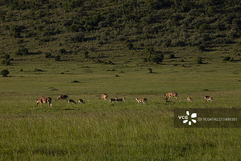 汤姆森瞪羚在肯尼亚的开阔草原上觅食图片素材