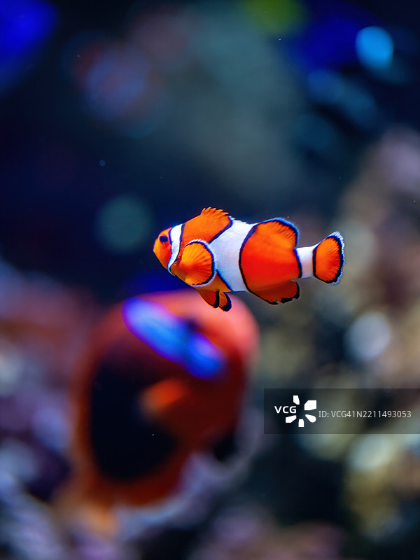 假小丑鱼图片素材