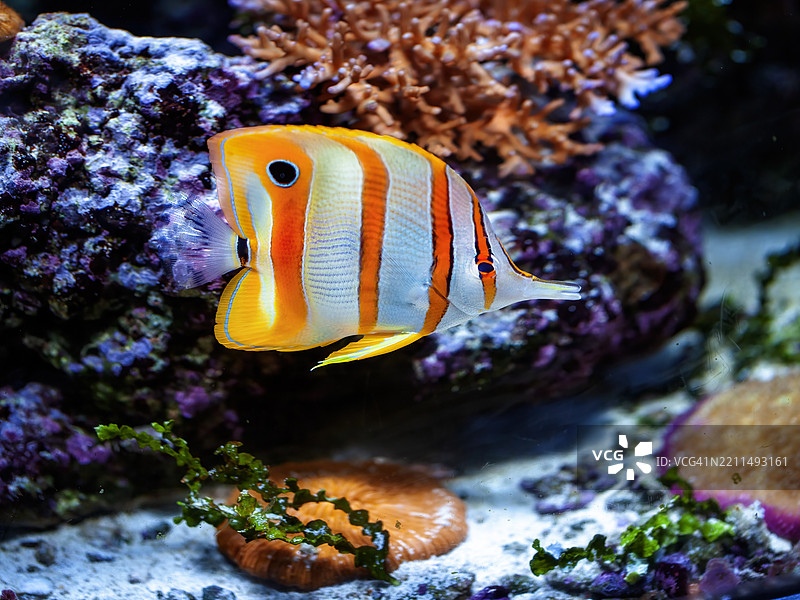 铜带蝴蝶鱼图片素材