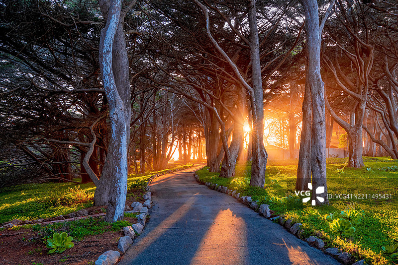 加州卡梅尔的秋季森林中的树木图片素材