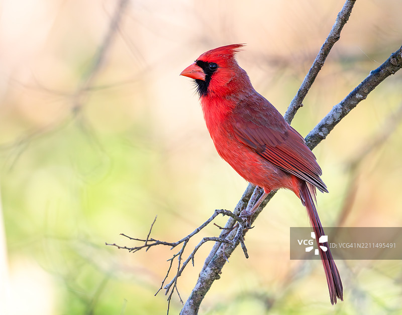 红雀栖息在树枝上的特写，德克萨斯州休斯顿，美国图片素材