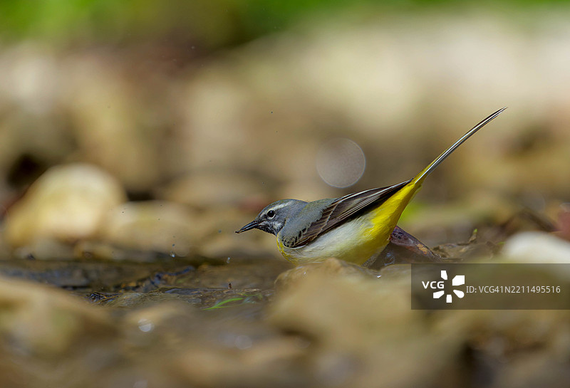 户外栖息的鸣禽特写，莱本，索洛图恩，瑞士图片素材