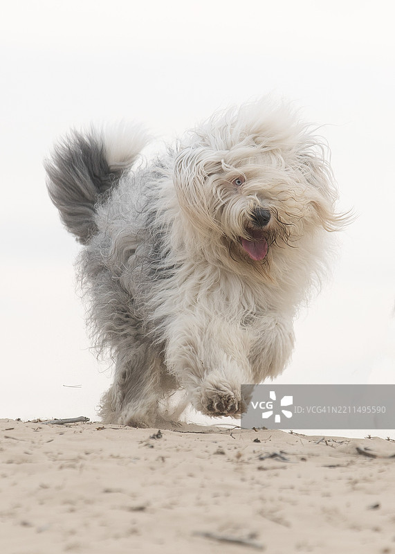 纯种老英格兰牧羊犬在沙滩上奔跑，背景是天空的特写镜头图片素材