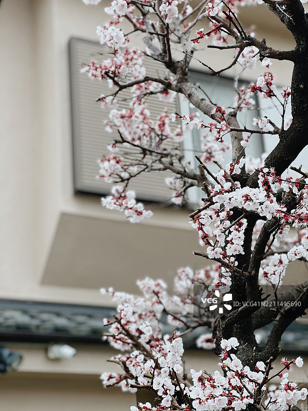 春天的樱花特写，川越，埼玉，日本图片素材
