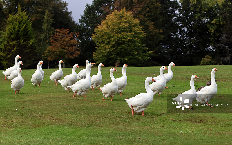 鸟儿在田野上站立的侧面视图图片素材