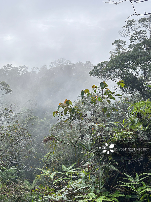 马来西亚森林中的树木与天空相映成趣图片素材