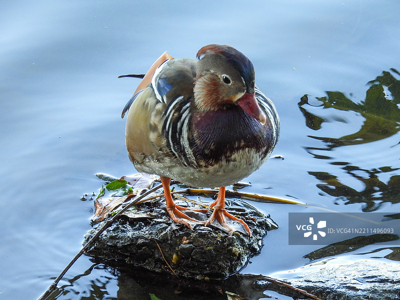 湖中鸭子的特写，巴西坎皮纳斯图片素材