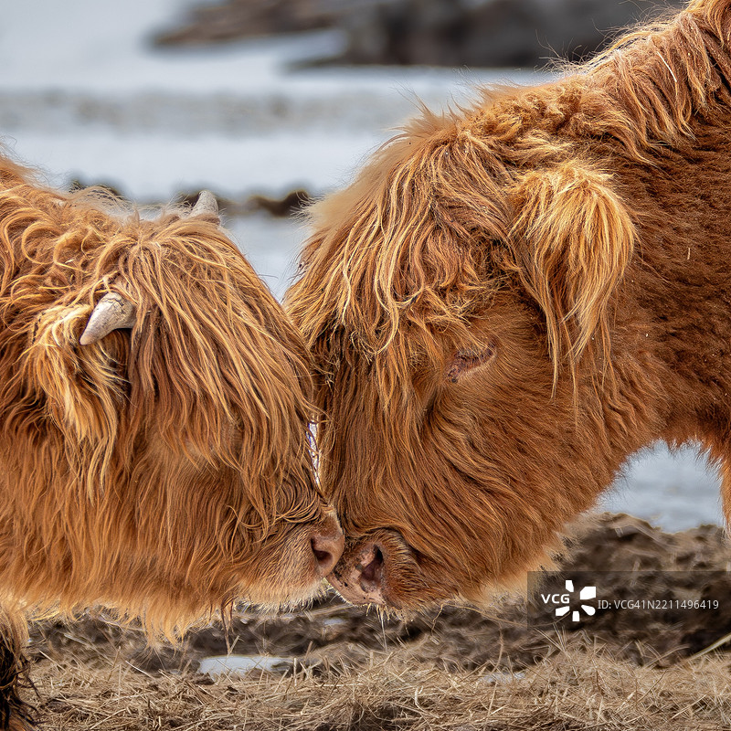 爱在发间，田野上的牛特写，温柔，牛群，奥斯丁，魁北克，加拿大图片素材